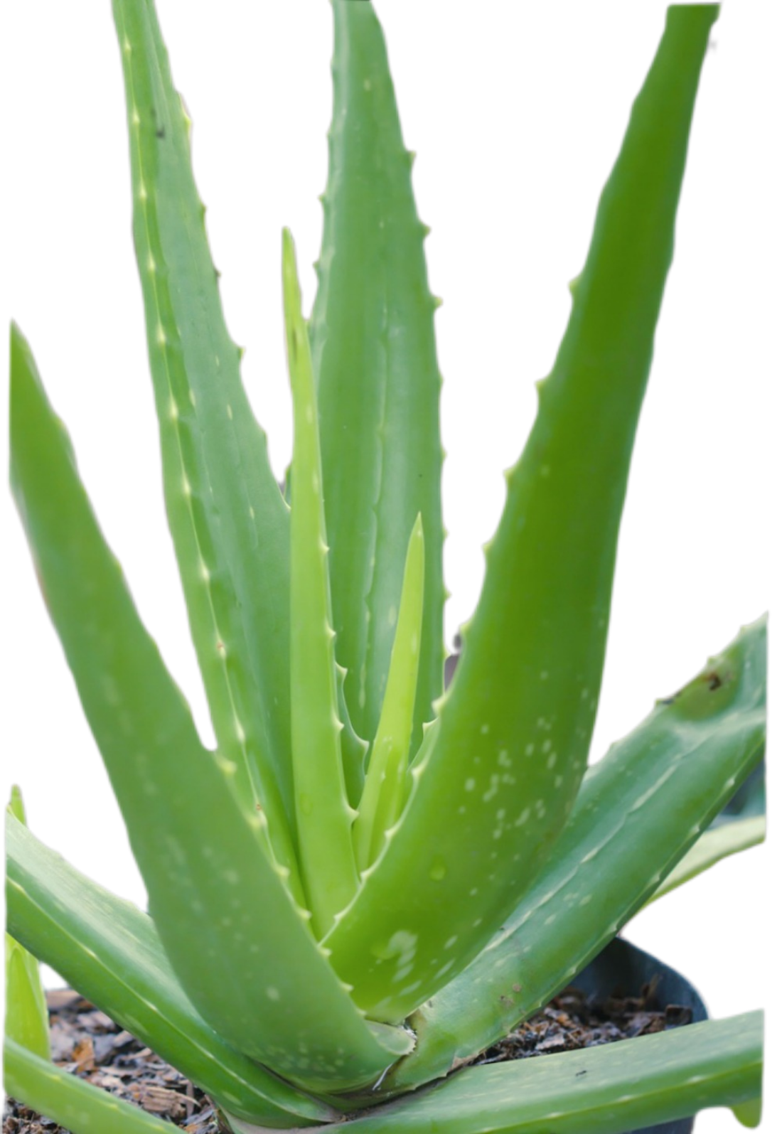 Infobox – Aloe Vera als Pulver oder Gel